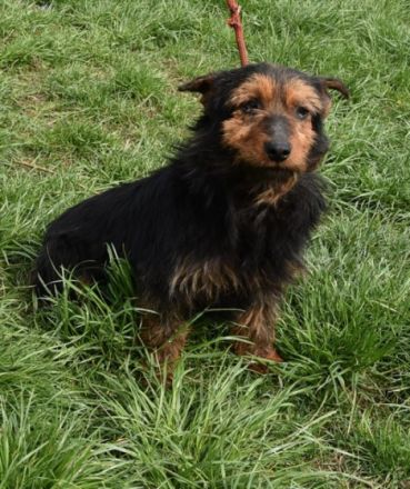 Barni, Terrier-Mix, die Erde ist mir das Liebste