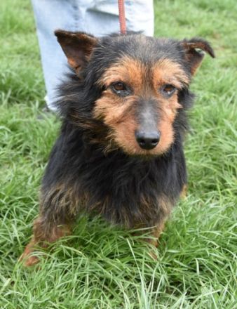 Barni, Terrier-Mix, die Erde ist mir das Liebste