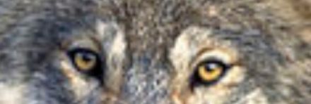 Wolfsblick mobile Hundeschule