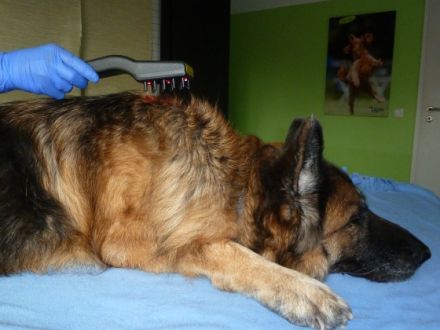 Hunde-Reha-Vogelsberg