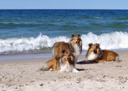 Diabelskie Rozdroże FCI