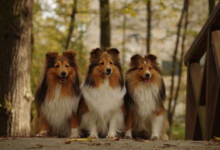 Diabelskie Rozdroże FCI