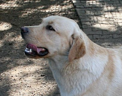 Irko von der Friedersdorfer Höhe