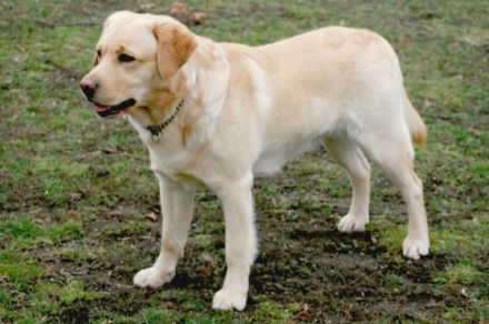 Irko von der Friedersdorfer Höhe