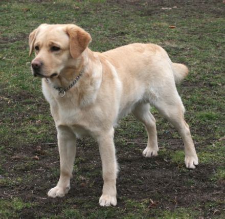 Irko von der Friedersdorfer Höhe