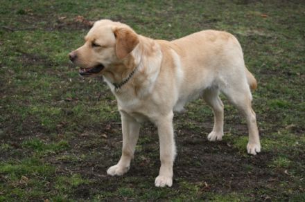 Irko von der Friedersdorfer Höhe