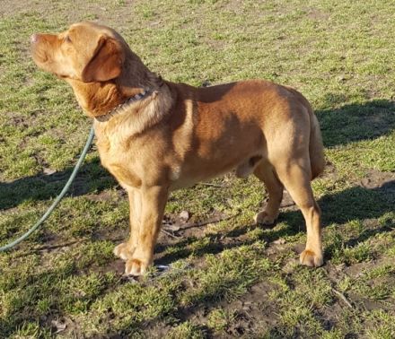 Isger red Jack von den Bodyguard´s ( Jack )