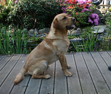 Isger red Jack von den Bodyguard´s ( Jack )