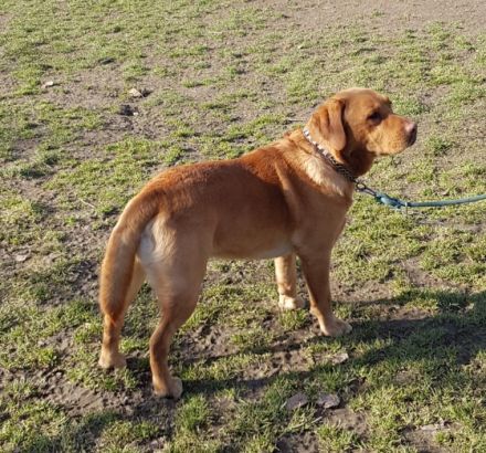 Isger red Jack von den Bodyguard´s ( Jack )