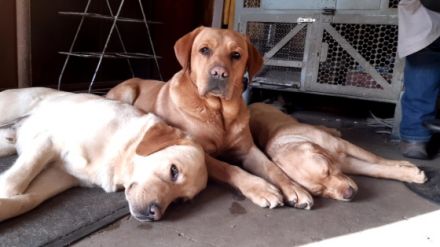 Isger red Jack von den Bodyguard´s ( Jack )