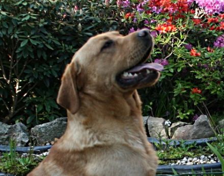 Isger red Jack von den Bodyguard´s ( Jack )