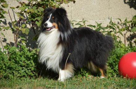 Bobby Dazzler from Dangerous Dream