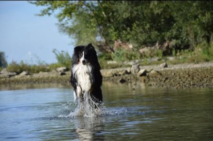 Bobby Dazzler from Dangerous Dream