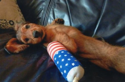 Ch. Yoop von der Taunushöhe FCI