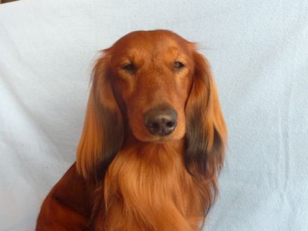 Ch. Yoop von der Taunushöhe FCI