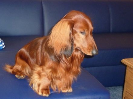 Ch. Yoop von der Taunushöhe FCI