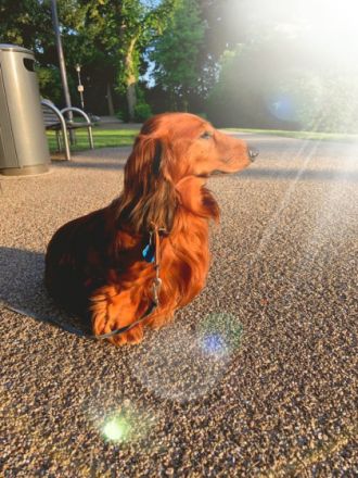 Ch. Yoop von der Taunushöhe FCI