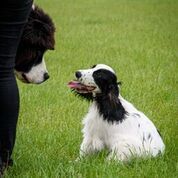 Schoones Hundezentrum