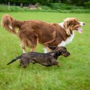 Schoones Hundezentrum