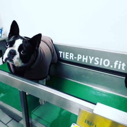 Tier-Physio.fit