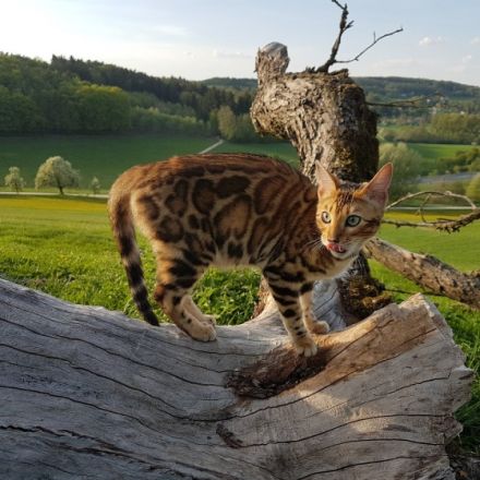 Wir erwarten in kürze super niedliche reinrassige