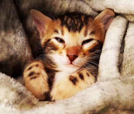 Wir erwarten in kürze super niedliche reinrassige