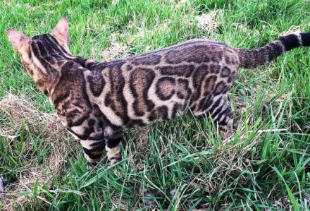 Wir erwarten in kürze super niedliche reinrassige