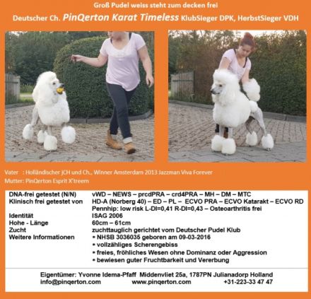 Ch. PinQerton Karat Timeless