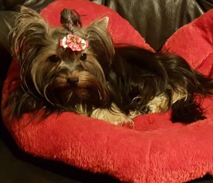 Yorkshire-Terrier Deckrüde