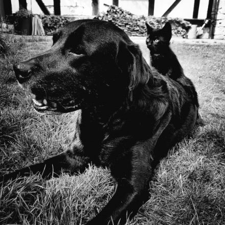 MyPetsdoc Naturheilkunde für Tiere