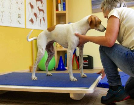 HundePhysiotherapie Carola Peters