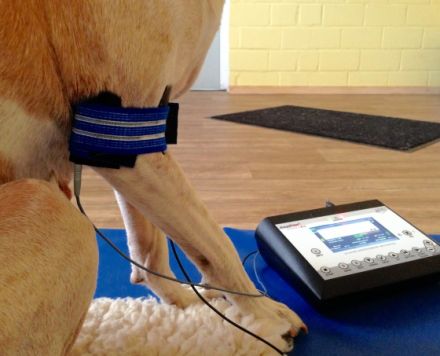 HundePhysiotherapie Carola Peters