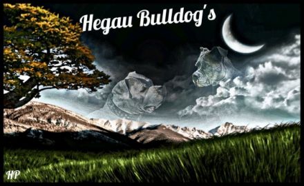 Hegau Bulldog's