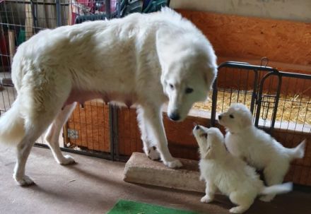 Maremmano-Abruzzese Welpen, Herdenschutzhunde, Familienhunde