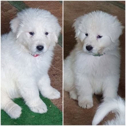 Maremmano-Abruzzese Welpen, Herdenschutzhunde, Familienhunde