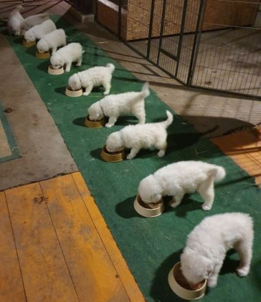 Maremmano-Abruzzese Welpen, Herdenschutzhunde, Familienhunde