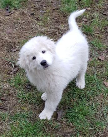 Maremmano-Abruzzese Welpen, Herdenschutzhunde, Familienhunde