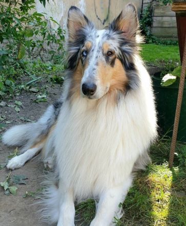 American Saar Collies