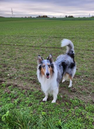 American Saar Collies