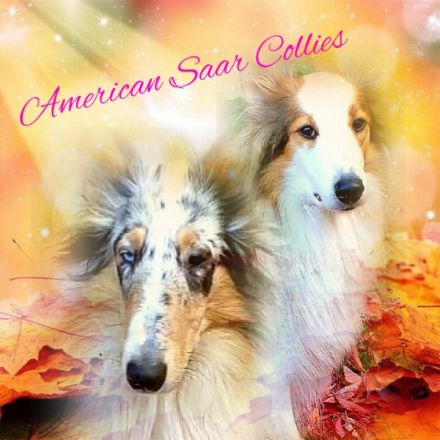 American Saar Collies