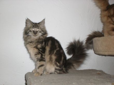 von der Gehlen Bieke