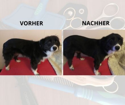 Alternative Tierheilpraxis Christine Cornell