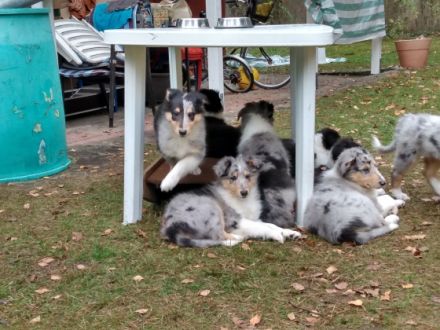 Collies vom Elfenzauber