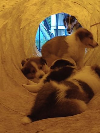 Collies vom Elfenzauber