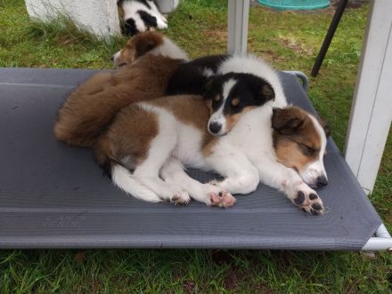 Collies vom Elfenzauber