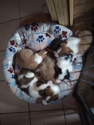 Collies vom Elfenzauber