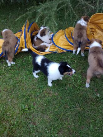 Collies vom Elfenzauber