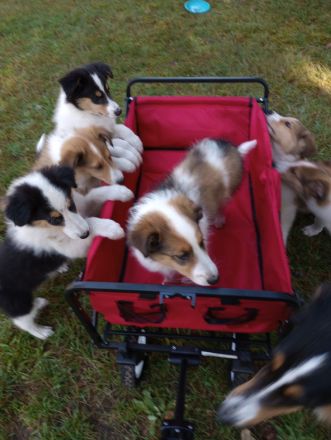 Collies vom Elfenzauber