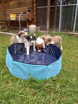 Collies vom Elfenzauber