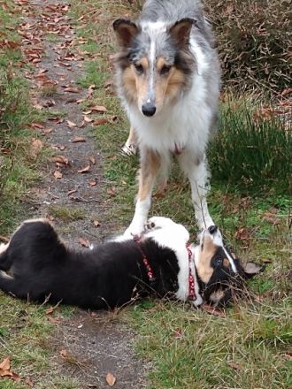 Collies vom Elfenzauber